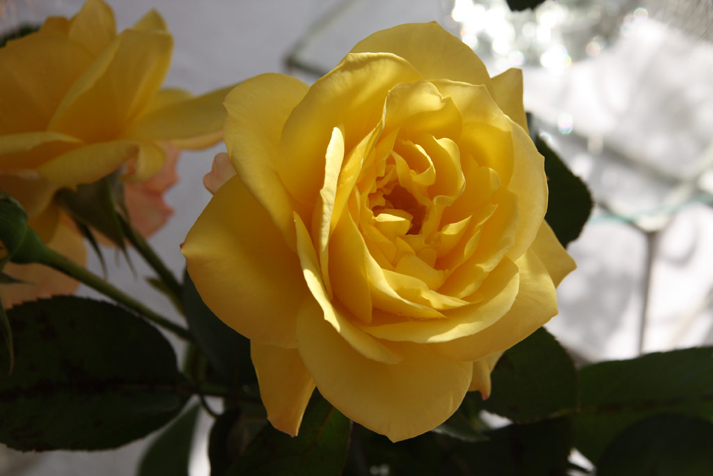 růže Canary