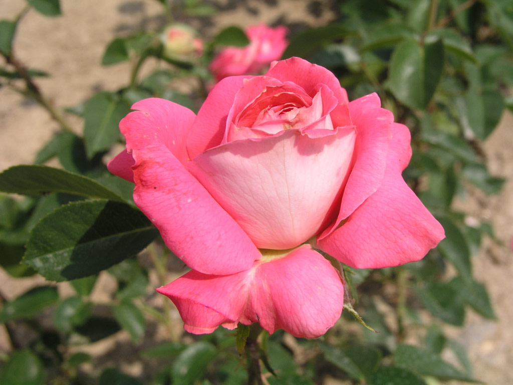 růže Cantilena Bohemica