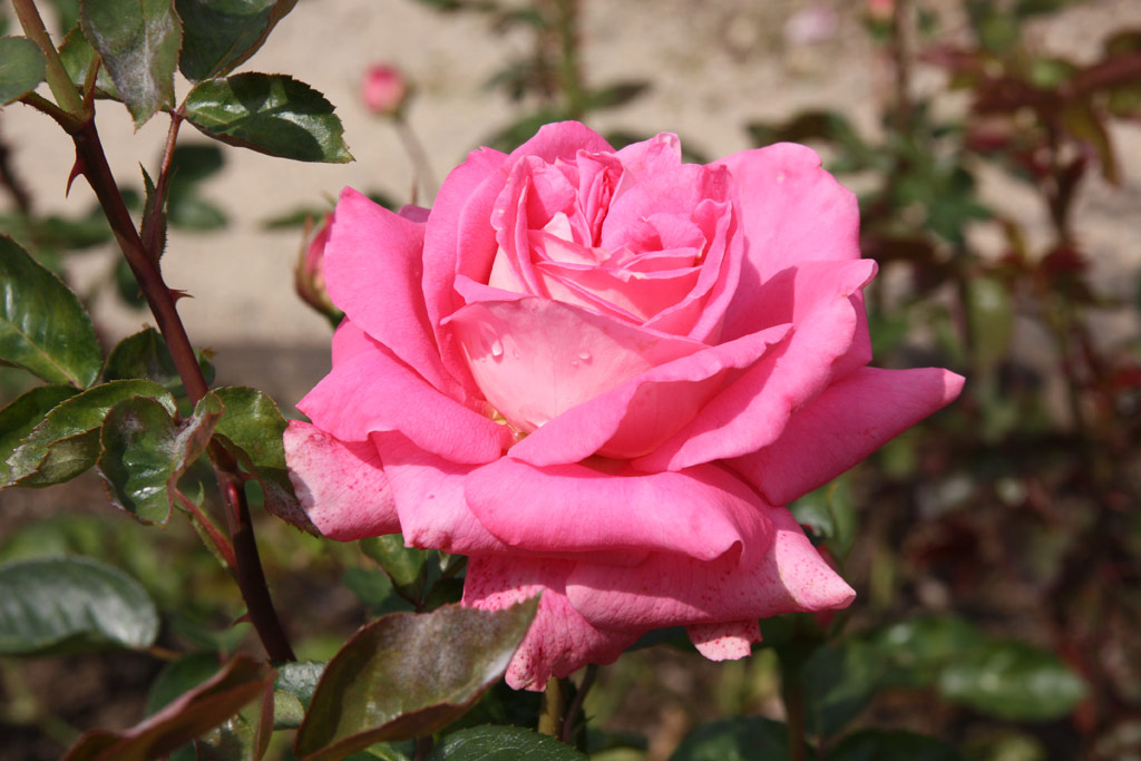 růže Cantilena Bohemica