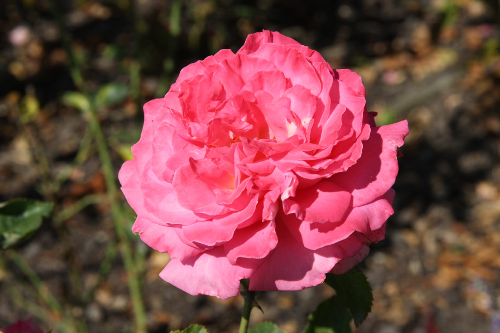 růže Cantilena Bohemica