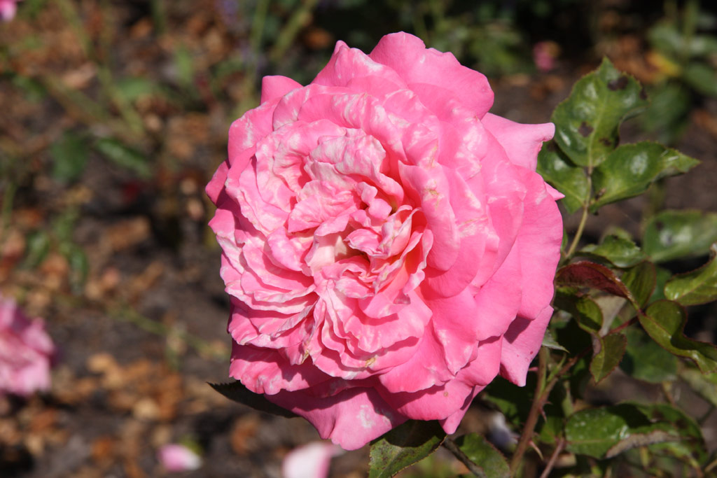 růže Cantilena Bohemica