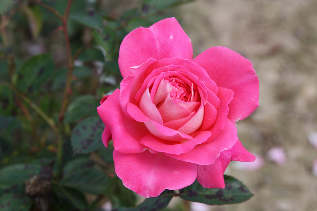 růže Cantilena Bohemica