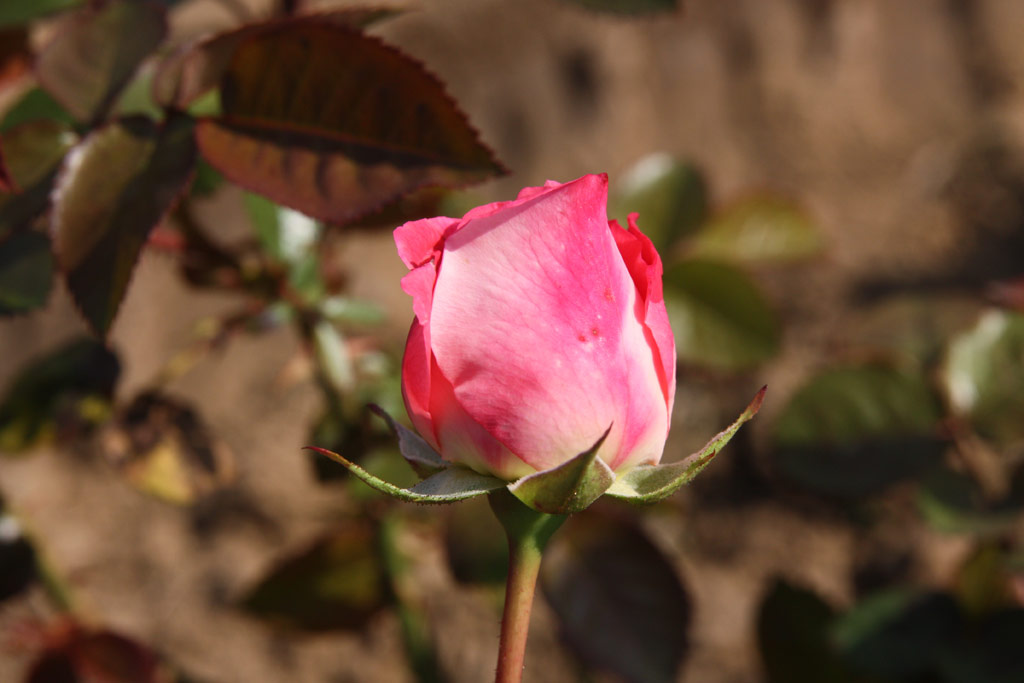 růže Cantilena Bohemica