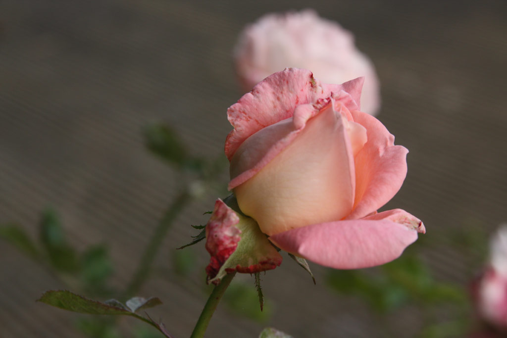 růže Cantilena Bohemica