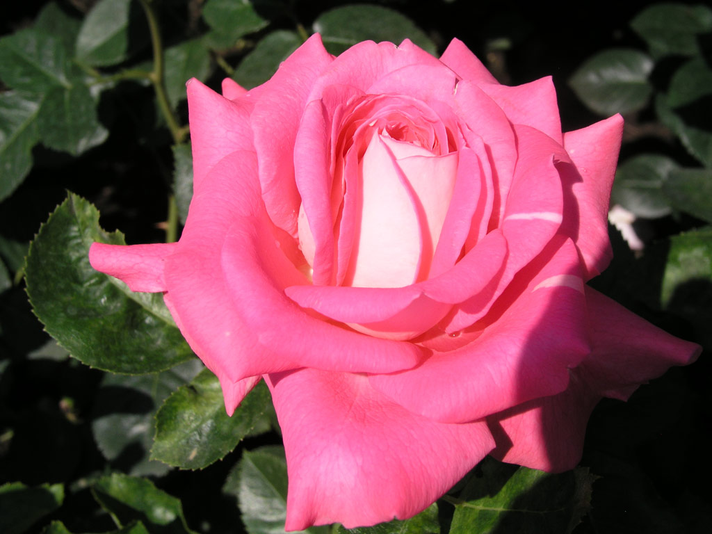 růže Cantilena Bohemica