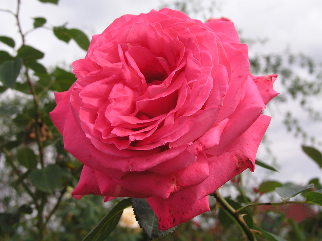 růže Cantilena Bohemica