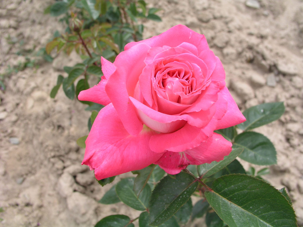 růže Cantilena Bohemica