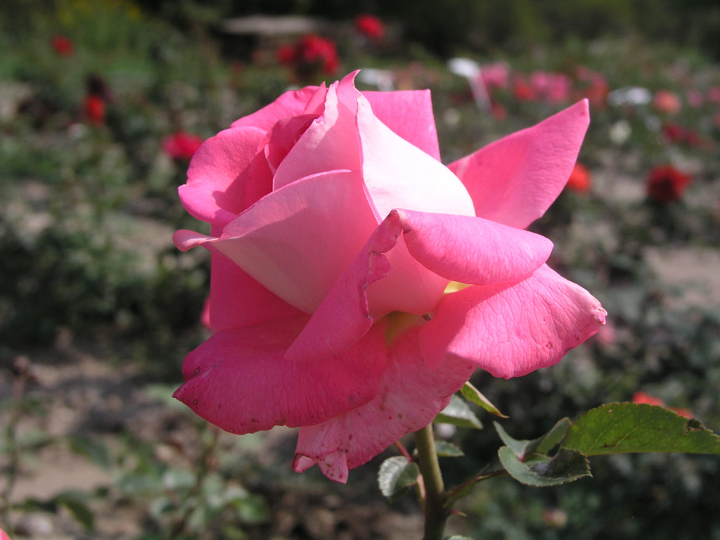 růže Cantilena Bohemica