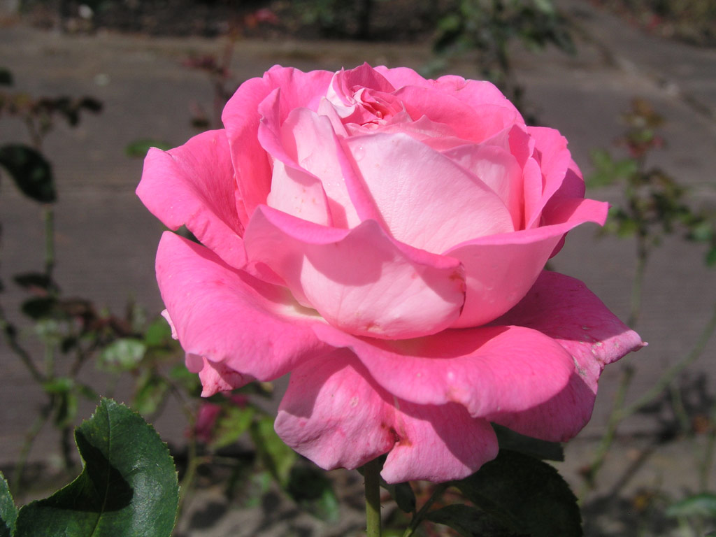 růže Cantilena Bohemica