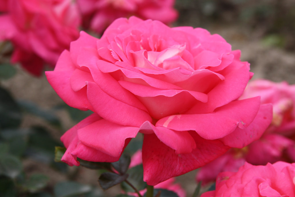 růže Cantilena Bohemica