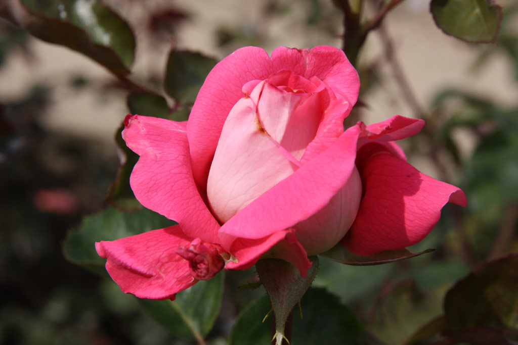 růže Cantilena Bohemica