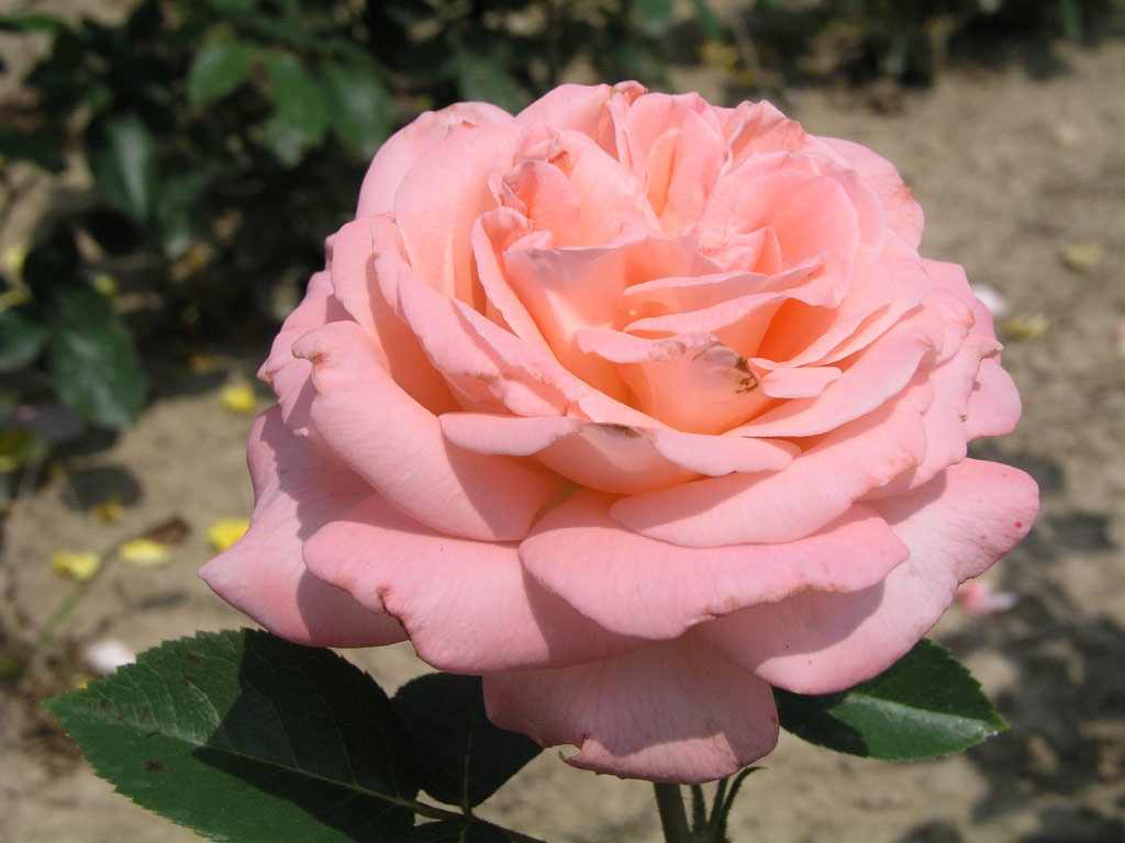růže Cantilena Moravica
