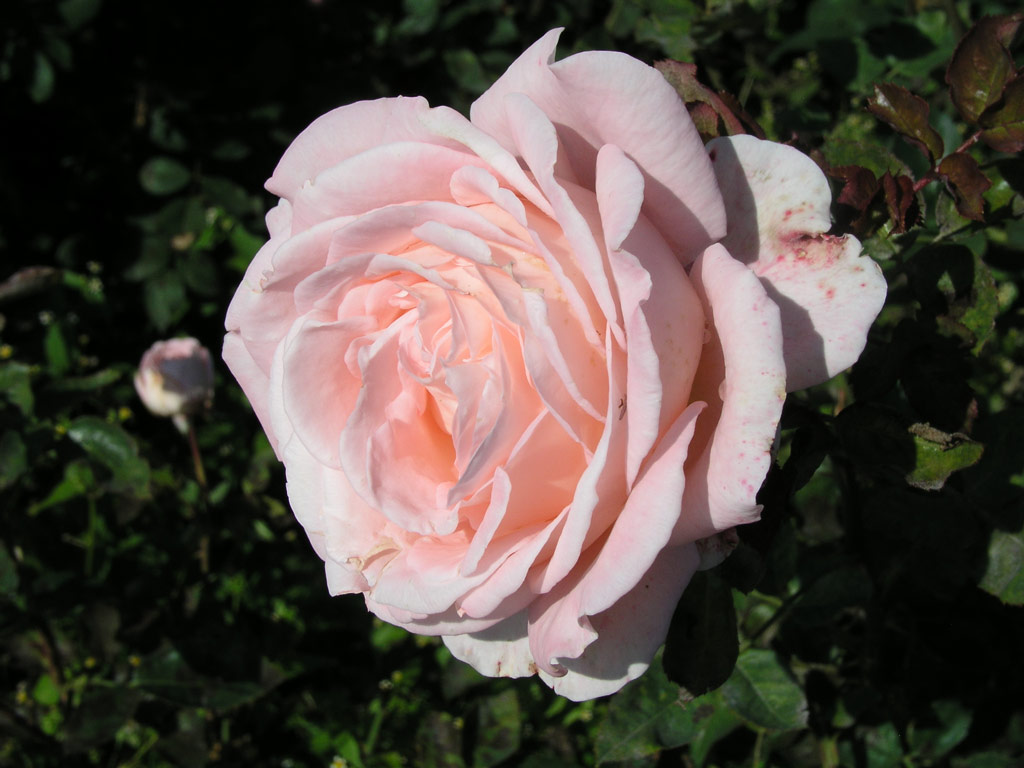 růže Cantilena Moravica