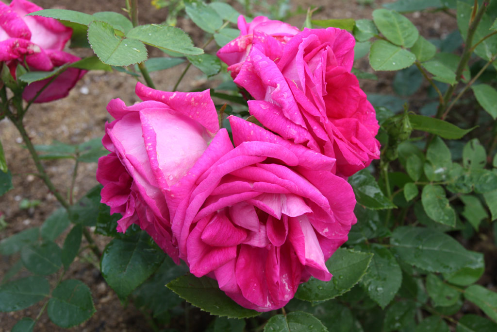 růže Captain Hayward