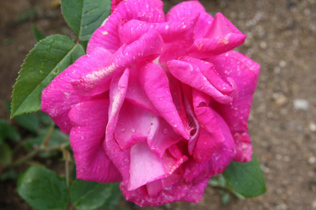 růže Captain Hayward