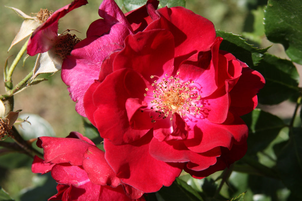 růže Captain Hayward