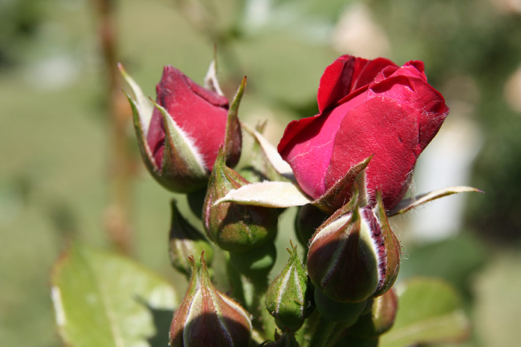 růže Captain Hayward