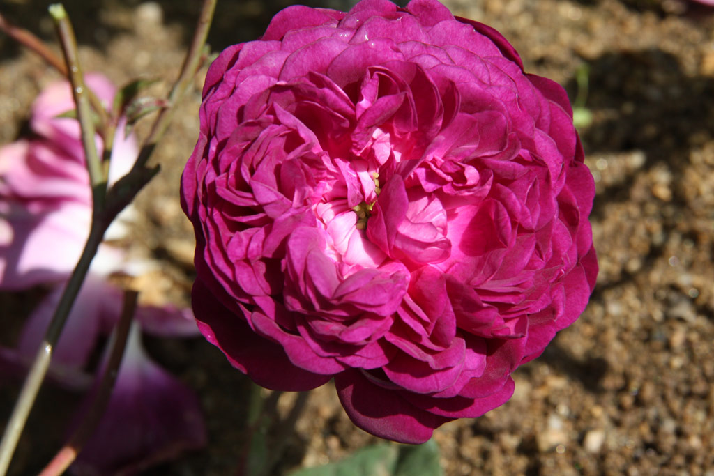 růže Cardinal Richelieu