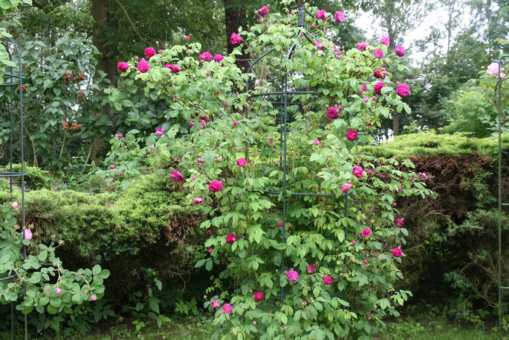 růže Cardinal Richelieu