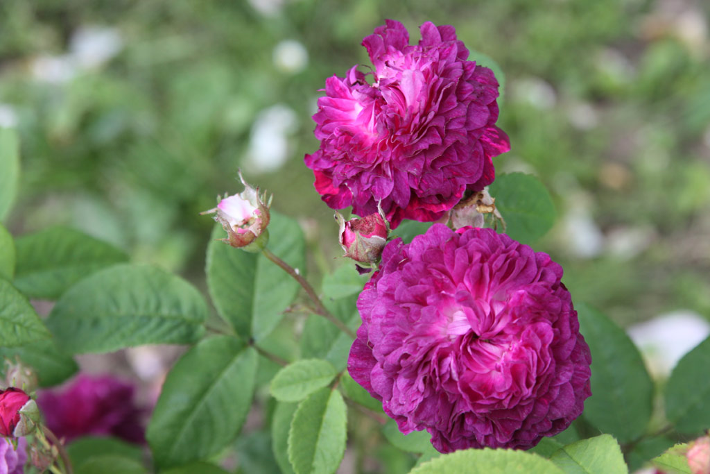 růže Cardinal Richelieu