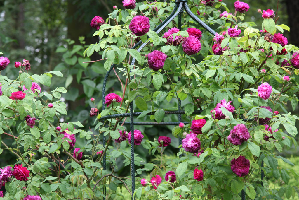 růže Cardinal Richelieu