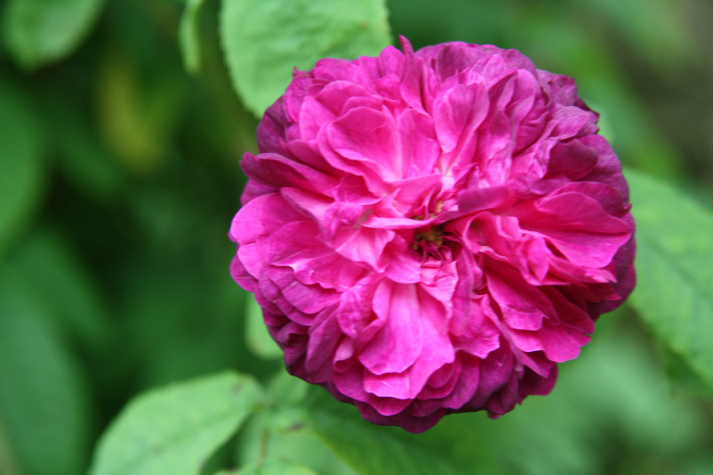 růže Cardinal Richelieu