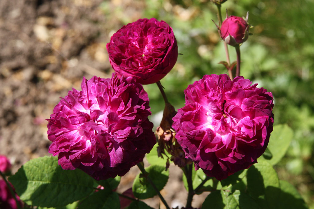 růže Cardinal Richelieu