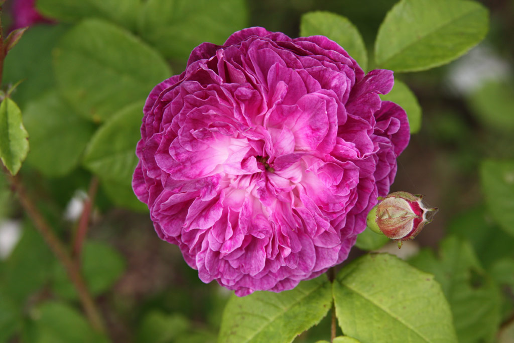 růže Cardinal Richelieu