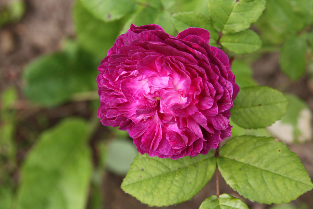 růže Cardinal Richelieu