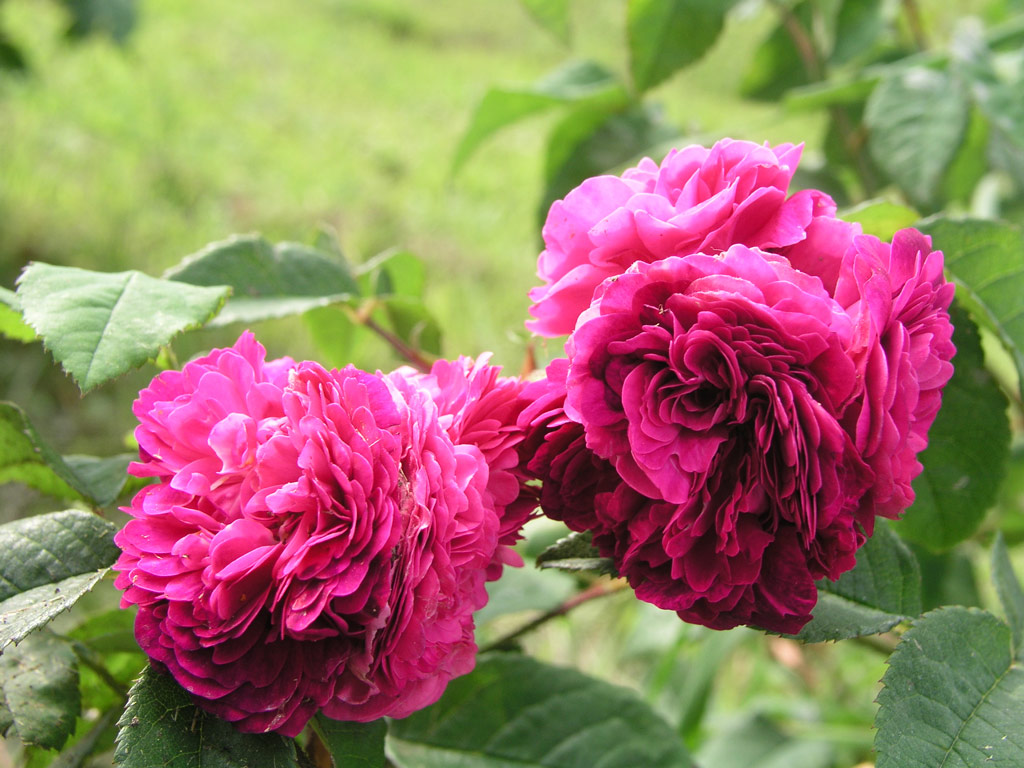 růže Cardinal Richelieu