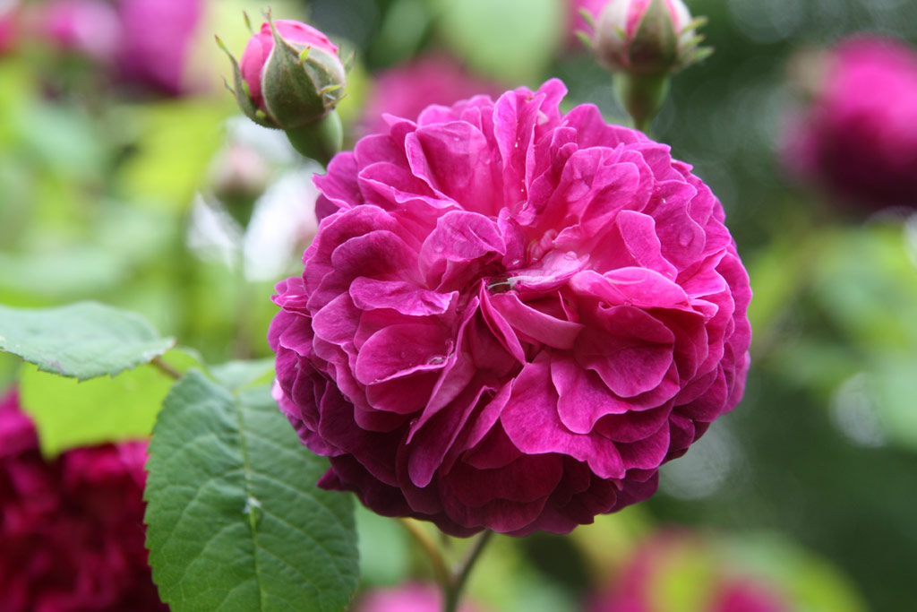 růže Cardinal Richelieu