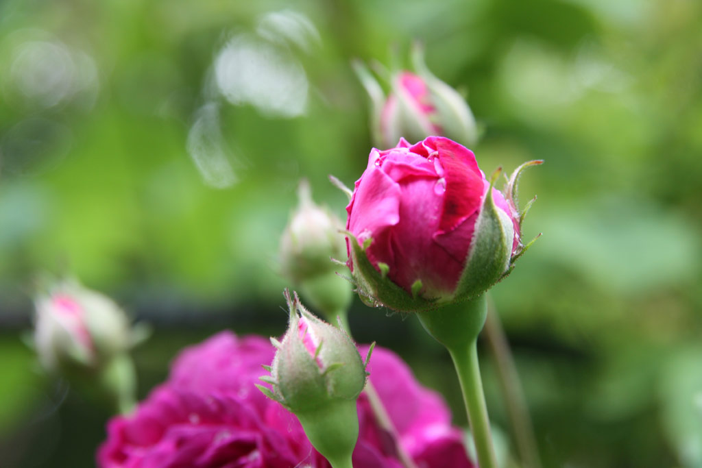 růže Cardinal Richelieu