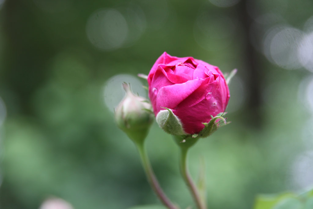 růže Cardinal Richelieu