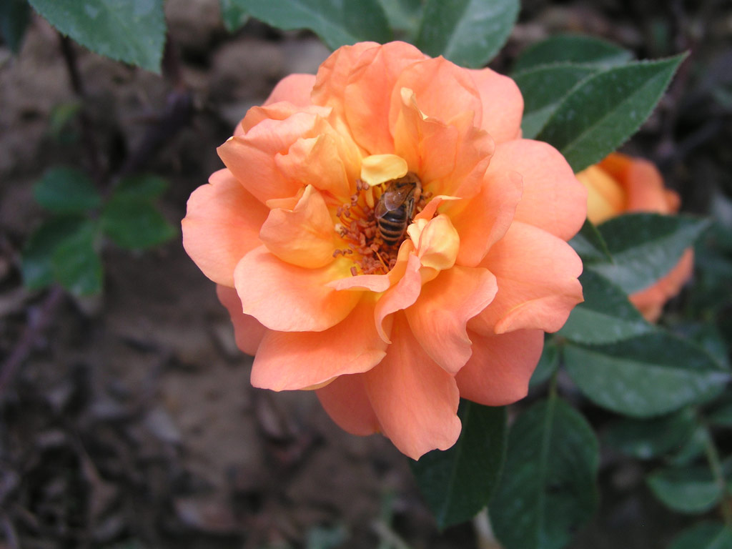 růže Cariocca (Chase)