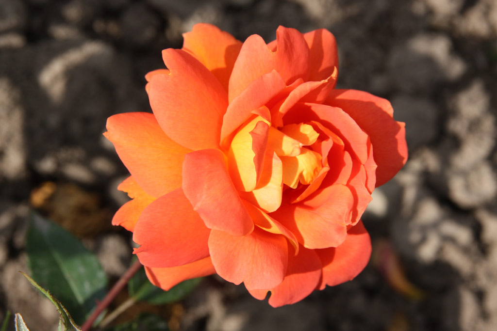 růže Cariocca (Chase)