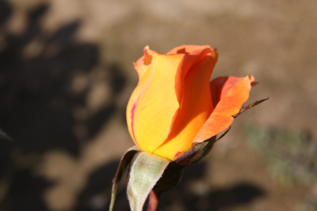 růže Cariocca (Chase)