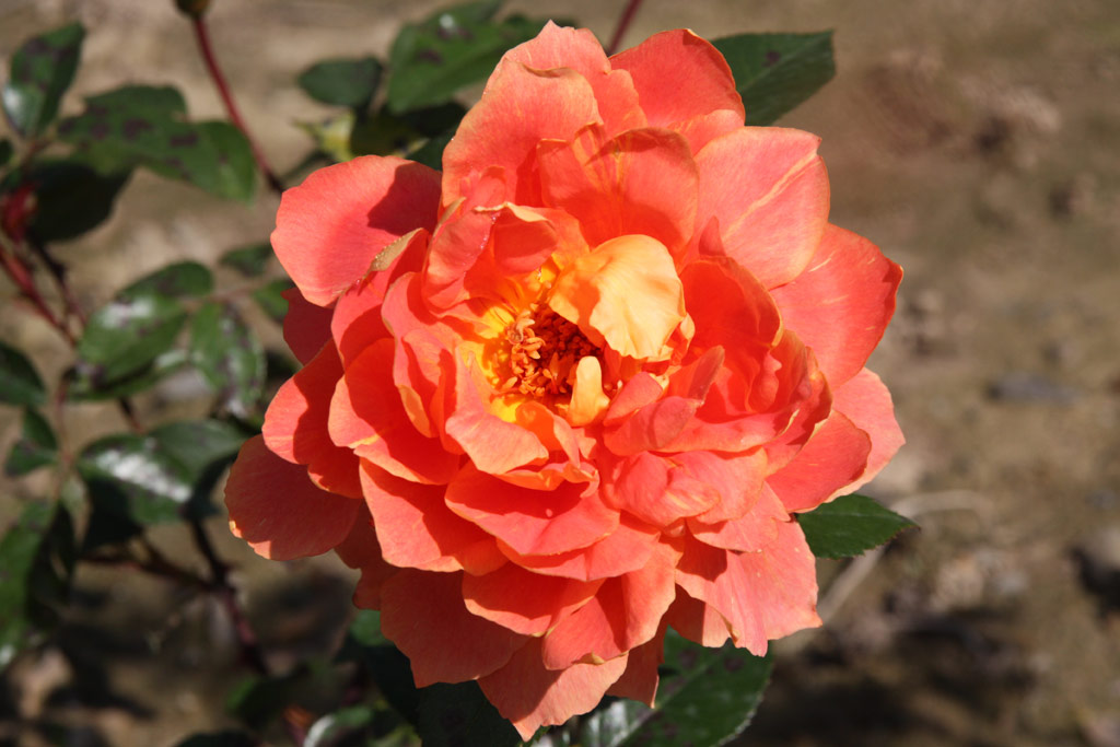 růže Cariocca (Chase)