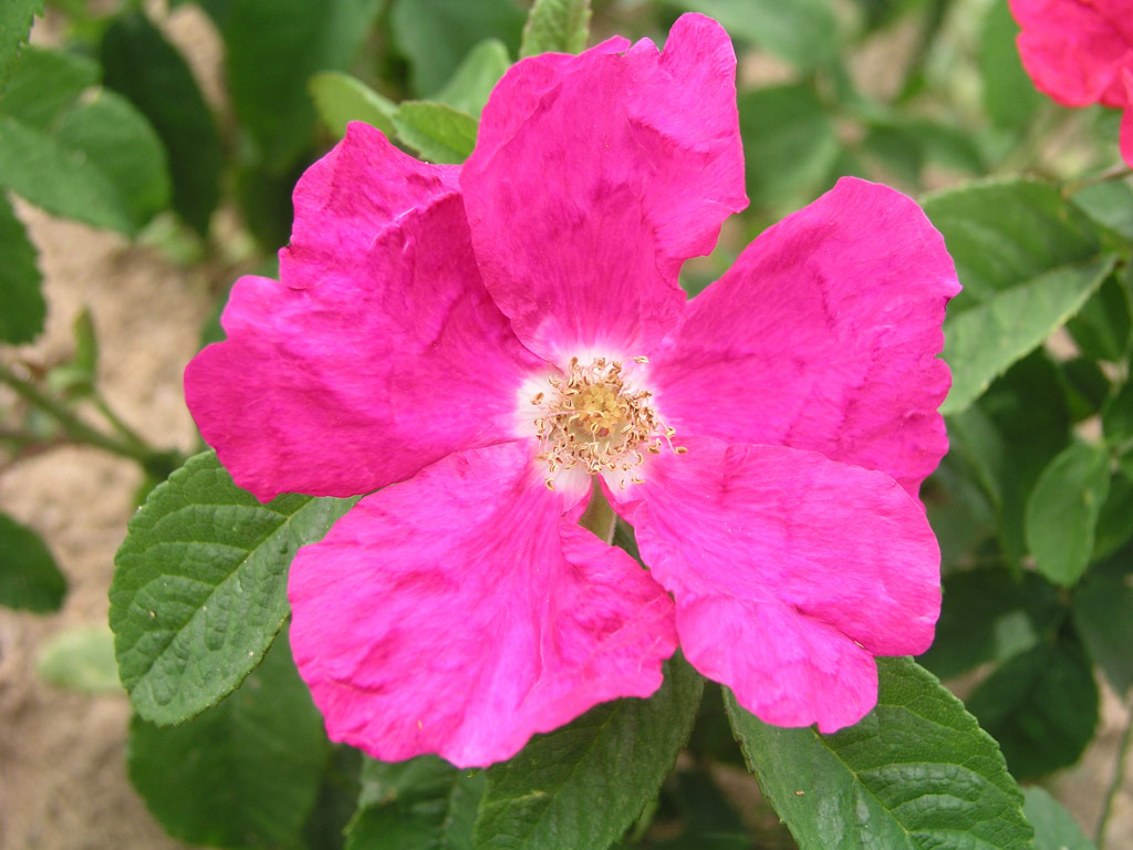 růže Carmen (Lambert)