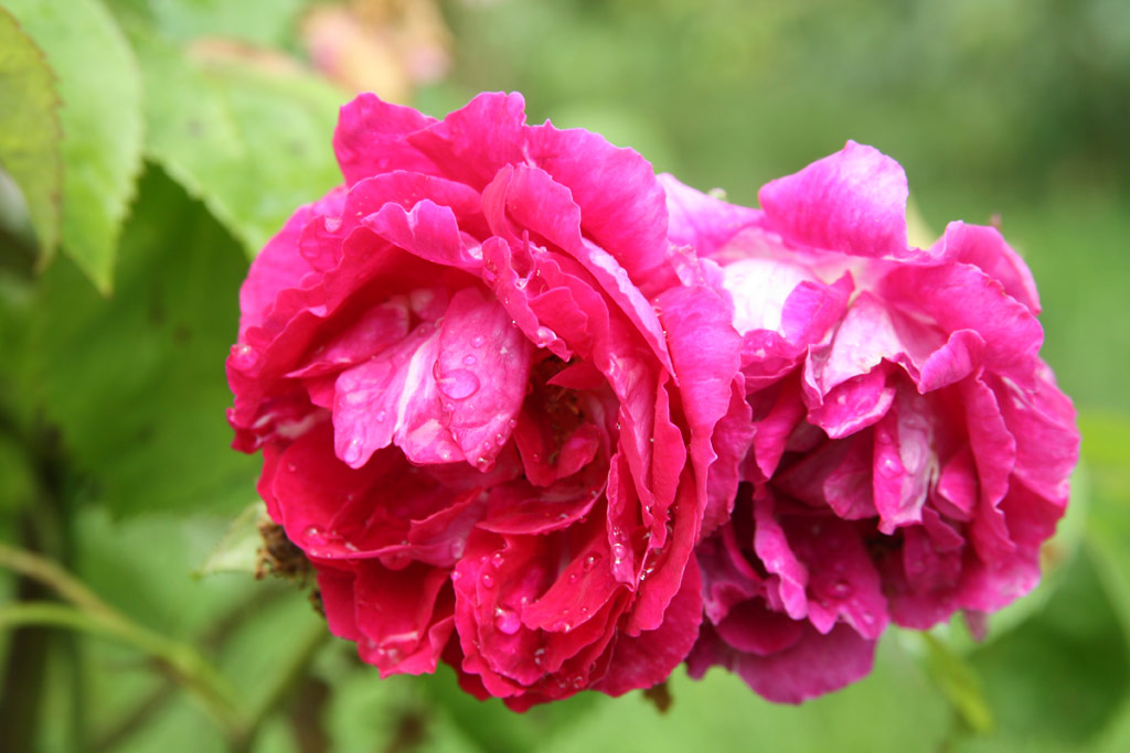 růže Caroline Bank