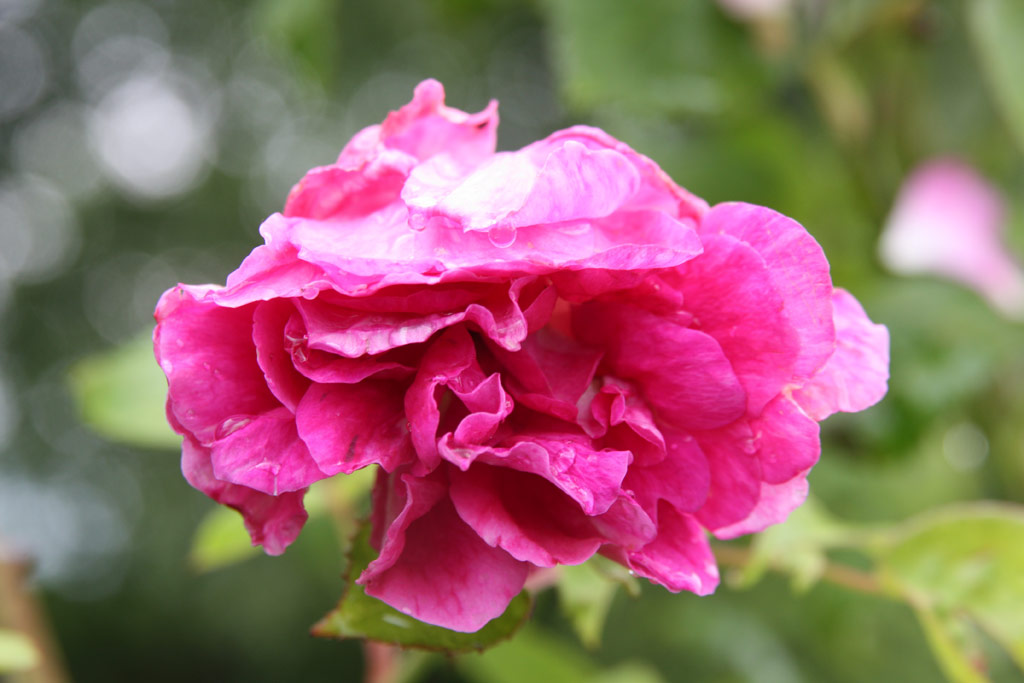 růže Caroline Bank