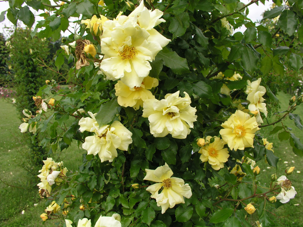 růže Carpet of Gold