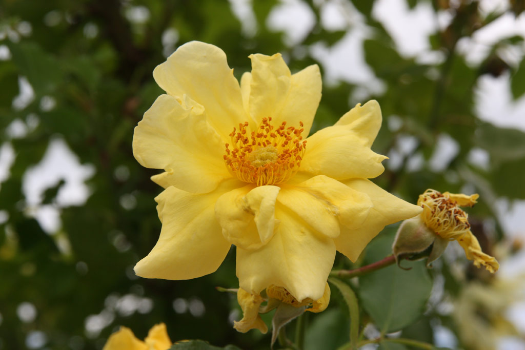 růže Carpet of Gold