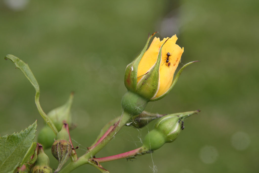růže Carpet of Gold