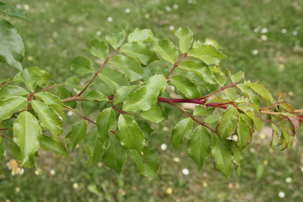 růže Carpet of Gold