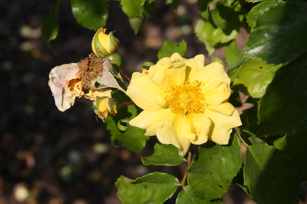 růže Carpet of Gold