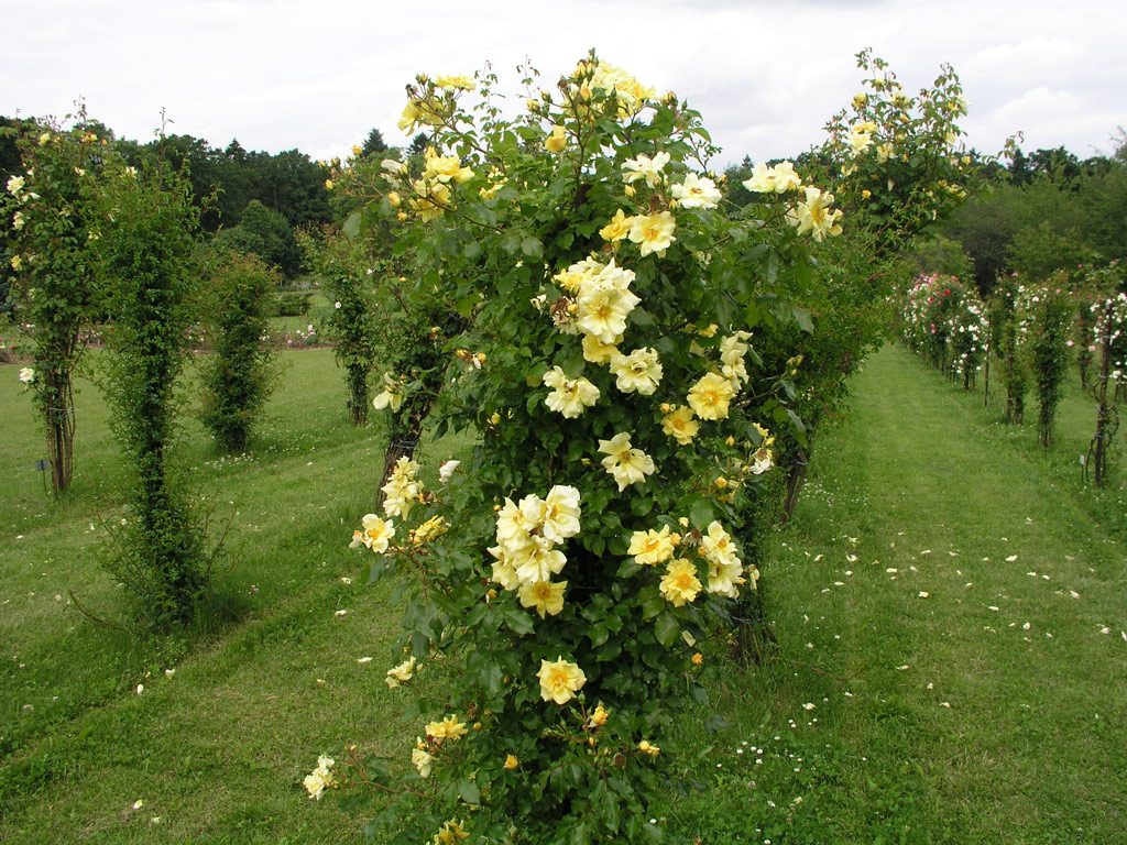 růže Carpet of Gold