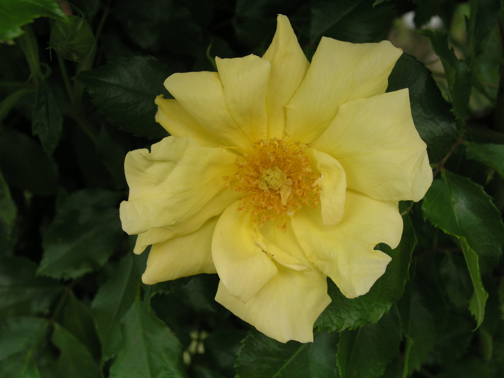 růže Carpet of Gold