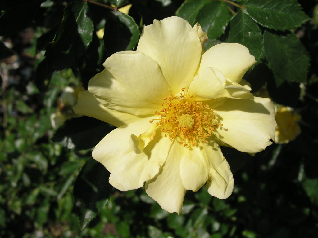 růže Carpet of Gold