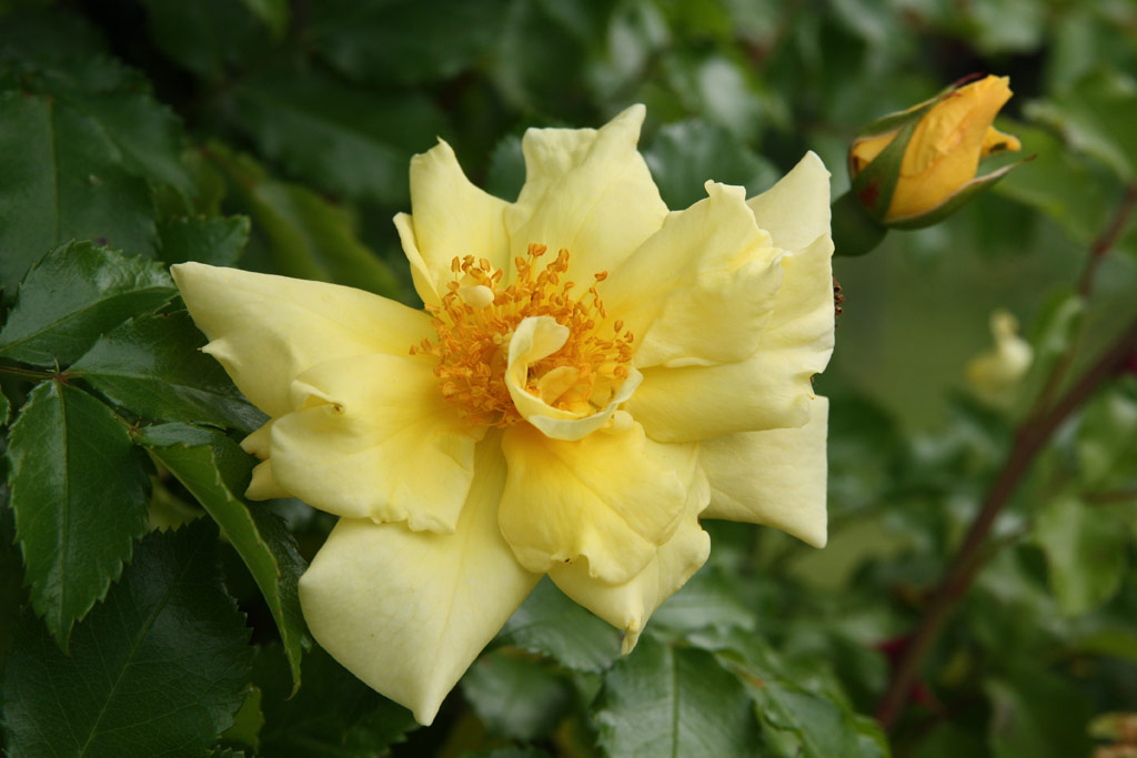 růže Carpet of Gold