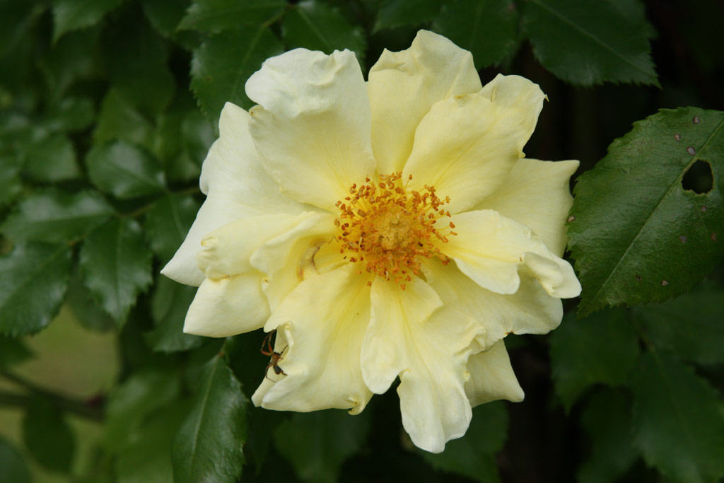 růže Carpet of Gold